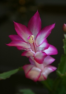 圣诞仙人掌,fuscia,花