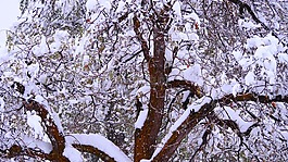 樹,冬天,雪