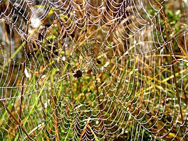 蜘蛛,web,露水