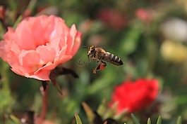 蜜蜂,大黃蜂,有色