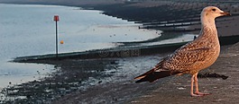 鳥,海,海灘