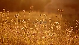 鮮花,日落,性質(zhì)
