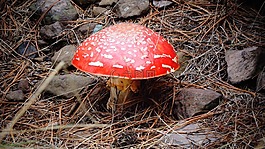 真菌,蘑菇,性質(zhì)