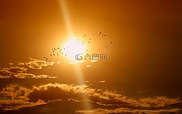 日落,鳥,云