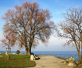 树木,休息,romanshorn