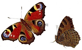 蝴蝶,蛺蝶 io,孔雀