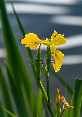 廠,開(kāi)花,黃色
