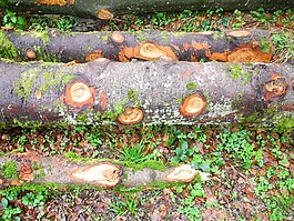 性質(zhì),日志,苔