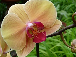 花,性質(zhì),蘭花