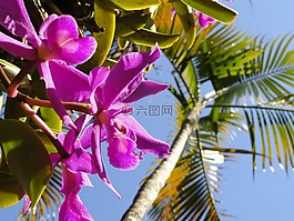 蘭花,野生蘭花,花