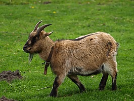 山羊,動物,角