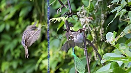 鳥,鳥嘴,羽毛