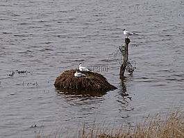 海鷗,鳥巢,moevennest