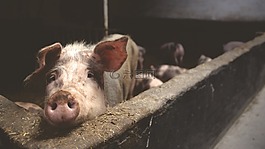 豬,動物,吻
