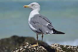 海鷗,動物,性質