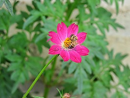自然,花,蜜蜂