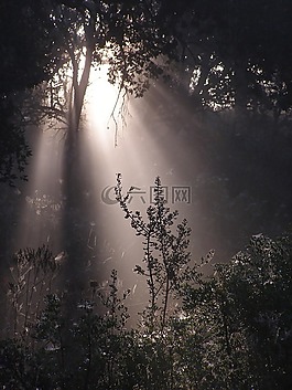 森林,性質(zhì),太陽