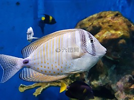 魚,水族館,異國情調(diào)的魚