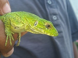 爬行動物,蜥蜴,自然