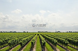 葡萄園,葡萄酒,葡萄