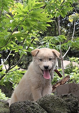 小狗,狗,寵物