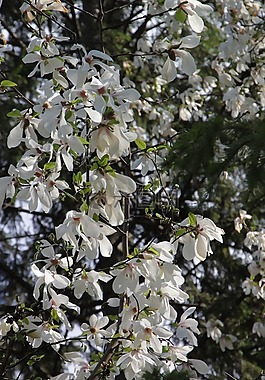 開花,鮮花,玉蘭