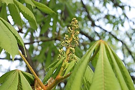 芽,板栗,葉子