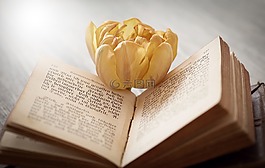 本書,字體,花