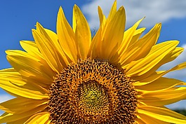 太陽花,夏季,光明