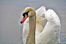天鵝,水鳥,白