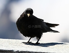 寒鴉,鳥,黑色