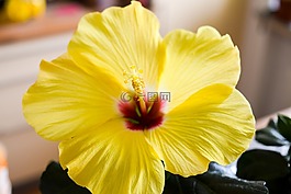 芙蓉,花,廠