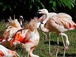 火烈鳥,鳥,動物