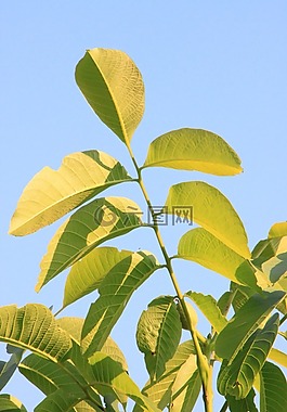 黑,東部,核桃