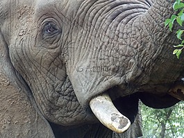 象,loxodonta,非洲