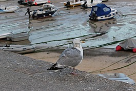 鳥,海,海灣