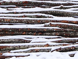 木材,雪,冬天