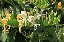 caprifolium,鮮花,金銀花