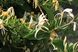 caprifolium,鮮花,金銀花