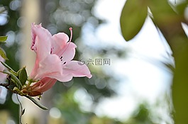 花,羅莎,性質(zhì)