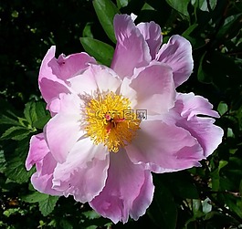 植物區(qū)系,花,花園