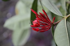 花園,紅色,鮮花