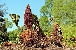 猛犸象表,gunnera manicata,叶子