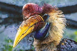 動(dòng)物,鳥,犀鳥