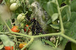 昆蟲,性質(zhì),動物