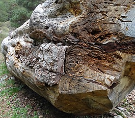 木材,樹干,森林