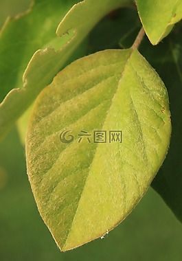 鮮花,綠色,葉子