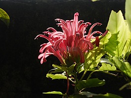 花,太陽,葉