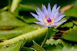 蓮花,花,冥想