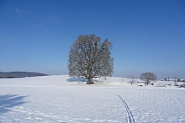 樹,雪,冬天